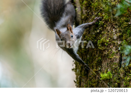 木にとまり身を乗り出すエゾリス 120720013