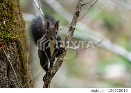 木にとまるエゾリス 120720016