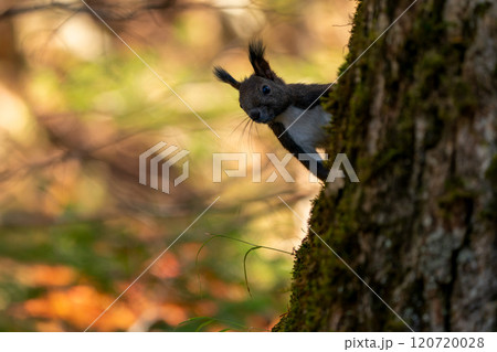 紅葉の木にとまるエゾリス 120720028