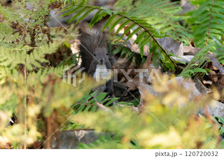 森の中で出会ったエゾリス 120720032