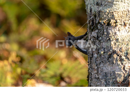 木に登るエゾリス 120720033