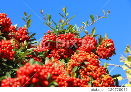 たわわに実ったピラカンサの実 120720053