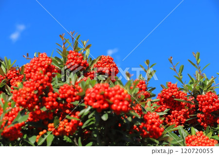 たわわに実ったピラカンサの実 120720055