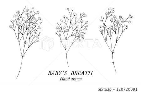 カスミソウのペン画イラストセット 120720091