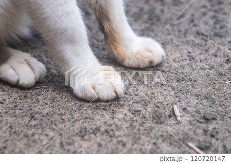 猫のもちもちした足 猫のもちもちした足 120720147
