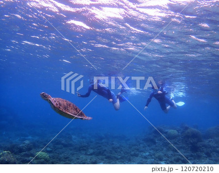 ウミガメと泳ぐ人々 ウミガメと泳ぐ人々 120720210