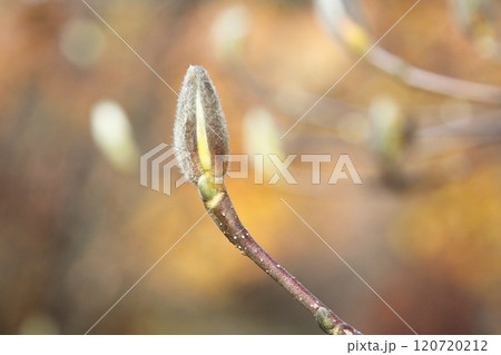 ハクモクレンの冬芽 ハクモクレンの冬芽 120720212