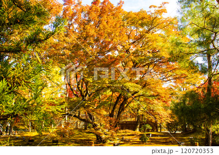 【京都風景】宝厳院 見事な紅葉が魅せる庭 【京都風景】宝厳院 見事な紅葉が魅せる庭 120720353