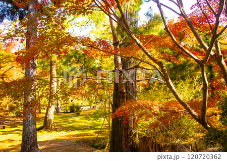 【京都風景】宝厳院 見事な紅葉が魅せる庭 【京都風景】宝厳院 見事な紅葉が魅せる庭 120720362