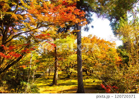 【京都風景】宝厳院　見事な紅葉が魅せる庭 120720371