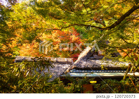 【京都風景】宝厳院 見事な紅葉が魅せる庭 【京都風景】宝厳院 見事な紅葉が魅せる庭 120720373
