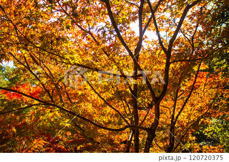 【京都風景】宝厳院 見事な紅葉が魅せる庭 【京都風景】宝厳院 見事な紅葉が魅せる庭 120720375