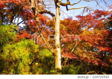 【京都風景】宝厳院　見事な紅葉が魅せる庭 120720383