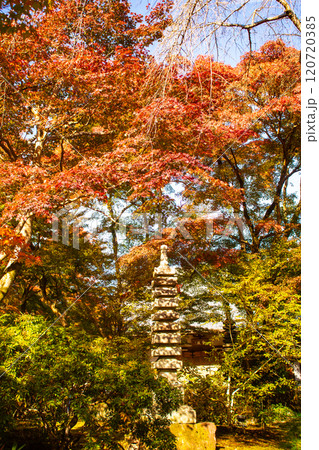 【京都風景】宝厳院　見事な紅葉が魅せる庭 120720385