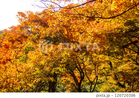 【京都風景】宝厳院 見事な紅葉が魅せる庭 【京都風景】宝厳院 見事な紅葉が魅せる庭 120720386