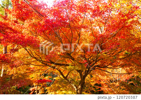 【京都風景】宝厳院　見事な紅葉が魅せる庭 120720387