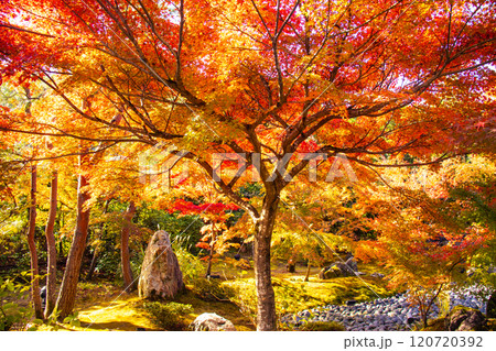 【京都風景】宝厳院　見事な紅葉が魅せる庭 120720392