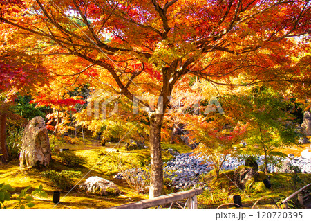 【京都風景】宝厳院 見事な紅葉が魅せる庭 【京都風景】宝厳院 見事な紅葉が魅せる庭 120720395