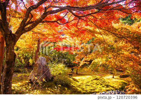 【京都風景】宝厳院 見事な紅葉が魅せる庭 【京都風景】宝厳院 見事な紅葉が魅せる庭 120720396