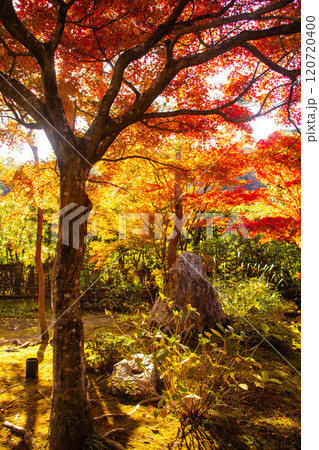 【京都風景】宝厳院 見事な紅葉が魅せる庭 【京都風景】宝厳院 見事な紅葉が魅せる庭 120720400