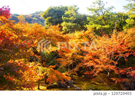 【京都風景】宝厳院 見事な紅葉が魅せる庭 【京都風景】宝厳院 見事な紅葉が魅せる庭 120720403