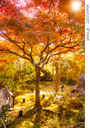 【京都風景】宝厳院 見事な紅葉が魅せる庭 【京都風景】宝厳院 見事な紅葉が魅せる庭 120720404