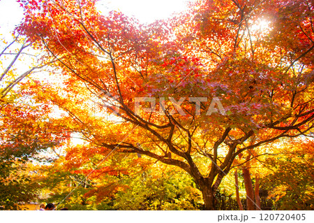 【京都風景】宝厳院 見事な紅葉が魅せる庭 【京都風景】宝厳院 見事な紅葉が魅せる庭 120720405