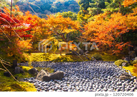 【京都風景】宝厳院 見事な紅葉が魅せる庭 【京都風景】宝厳院 見事な紅葉が魅せる庭 120720406