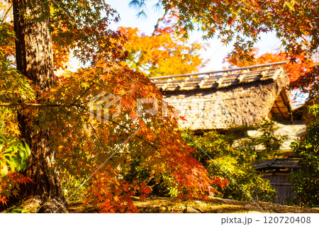 【京都風景】宝厳院　見事な紅葉が魅せる庭 120720408