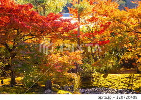 【京都風景】宝厳院 見事な紅葉が魅せる庭 【京都風景】宝厳院 見事な紅葉が魅せる庭 120720409