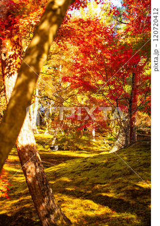 【京都風景】宝厳院　見事な紅葉が魅せる庭 120720412