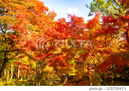 【京都風景】宝厳院 見事な紅葉が魅せる庭 【京都風景】宝厳院 見事な紅葉が魅せる庭 120720413