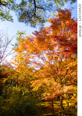 【京都風景】宝厳院　見事な紅葉が魅せる庭 120720420