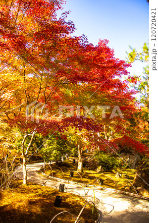 【京都風景】宝厳院　見事な紅葉が魅せる庭 120720421
