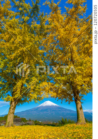 富士山　イチョウ 120720505