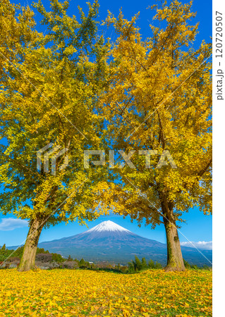 富士山　イチョウ 120720507