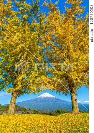 富士山　イチョウ 120720508