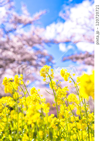 桜と菜の花と青い空 桜と菜の花と青い空 120720721