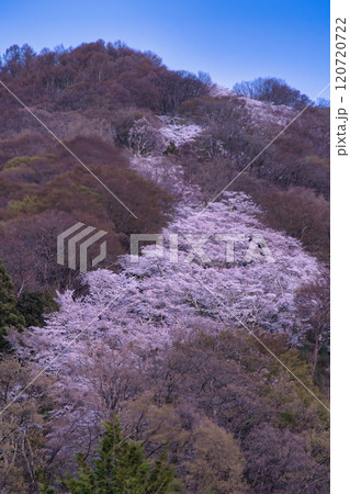山に咲く山桜 山に咲く山桜 120720722