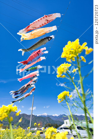 菜の花畑に泳ぐ鯉のぼり 菜の花畑に泳ぐ鯉のぼり 120720723