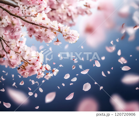 桜の花と花びらのイメージ素材 120720906