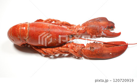 ロブスター 120720919