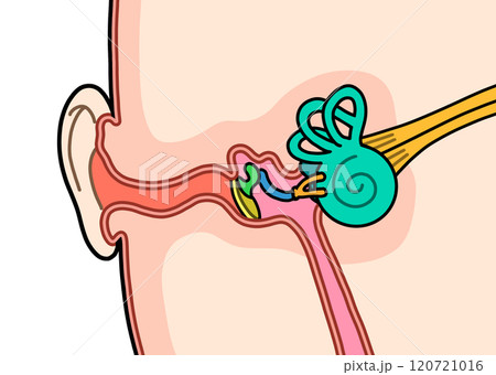 耳の中 耳の中 120721016