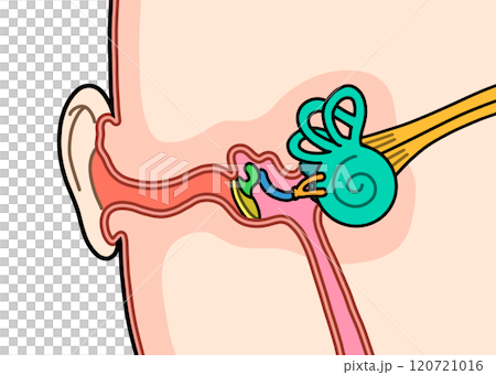 耳の中 耳の中 120721016
