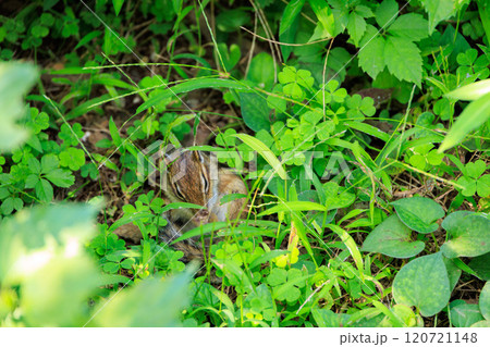 草むらで毛繕いをするシマリス 草むらで毛繕いをするシマリス 120721148