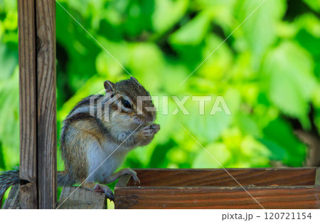 餌を食べるシマリス 餌を食べるシマリス 120721154