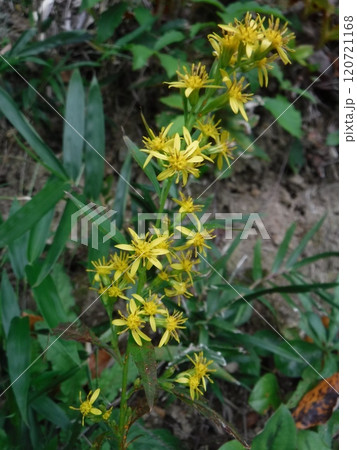 山地や丘陵の日当たりのよい場所で夏から秋にかけて花を咲かせる多年草です。 山地や丘陵の日当たりのよい場所で夏から秋にかけて花を咲かせる多年草です。 120721168