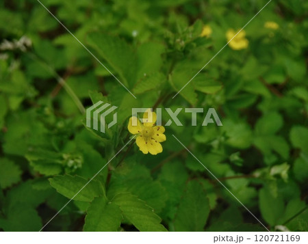 山地や原野の湿地、水田の畦、林縁などで春から夏にかけて花を咲かせる多年草です。 120721169