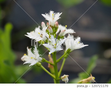 湿地や浅い水中で春から夏にかけて花を咲かせる多年草です。 120721170