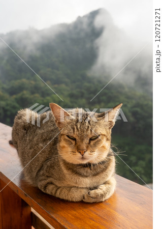 A tabby cat lounging on a wooden railing with a serene misty mountain landscape in the background. 120721271